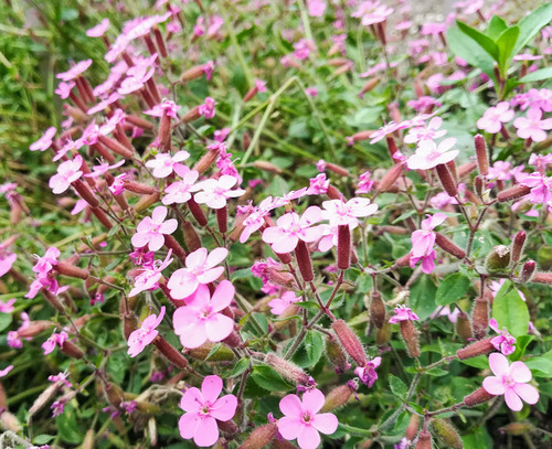 Mydlnica bazyliowata Saponaria ocymoides – idealna na skalniaki 